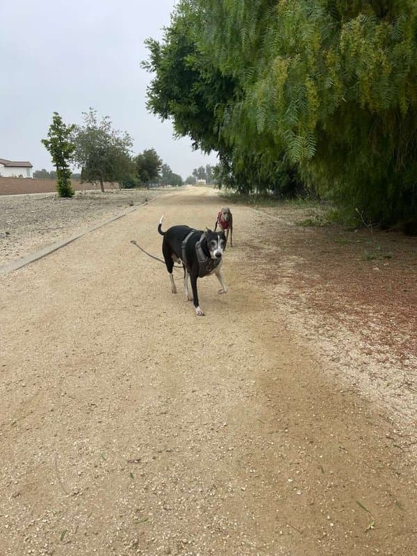 Dexter on the Pacific Electric Trail